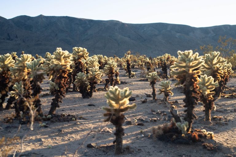 Unconventional Ways to Experience Outdoor Travel Adventures